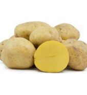 POTATO YUK GOLD